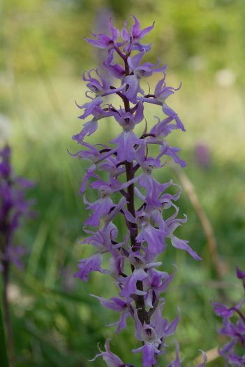 Orchis  mascula subsp signifera